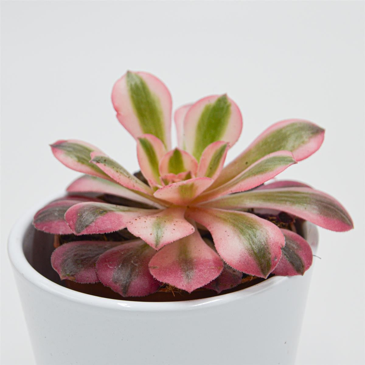 pasiora-aeonium-pink-witch-sukkulente-8-5cm-topf image 2