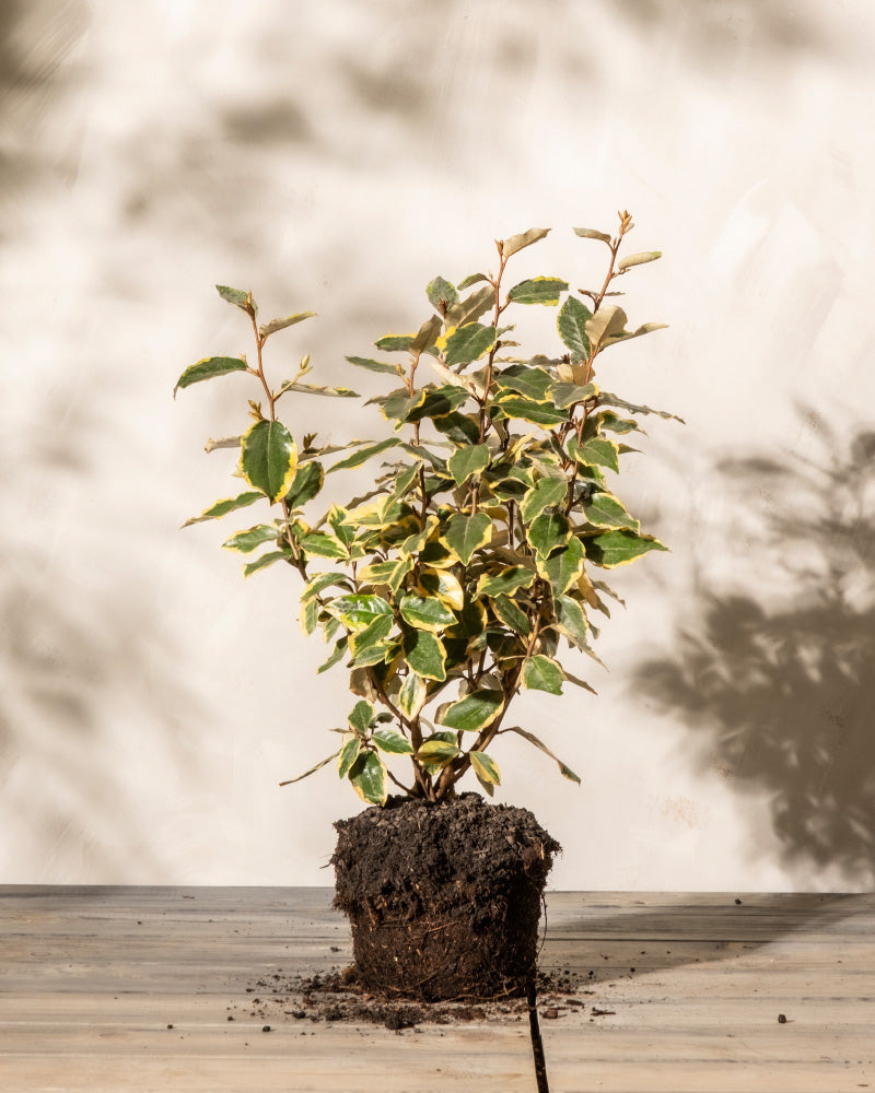 feey-buntbl-ttrige-lweide-elaeagnus-x-ebbingei-viveleg-1-2-m image 3