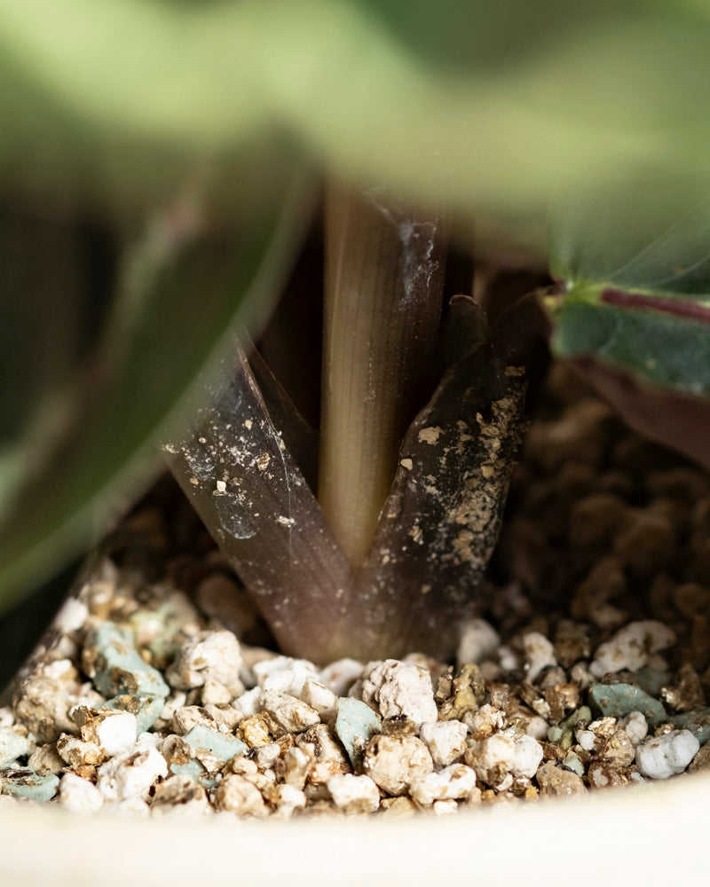 feey-calathea-roseopicta-klein-korbmarante image 8