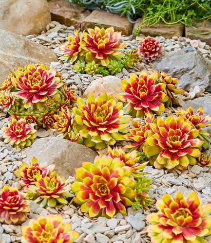baldur-garten-sempervivum-gold-nugget-im-12-cm-xl-topf image 7