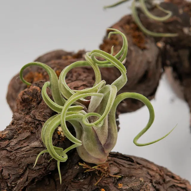 pasiora-tillandsia-caput-medusae-luftnelke-bromelie image 1