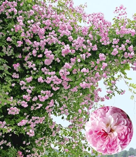 baldur-garten-rambler-rose-paul-s-himalayan-musk-rambler image 4