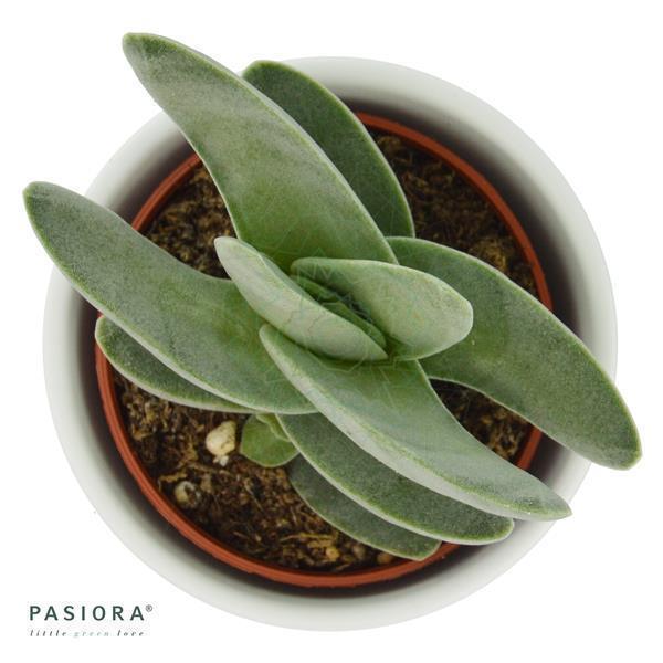 pasiora-crassula-falcata-sicheldickblatt-sukkulente-6cm image 3
