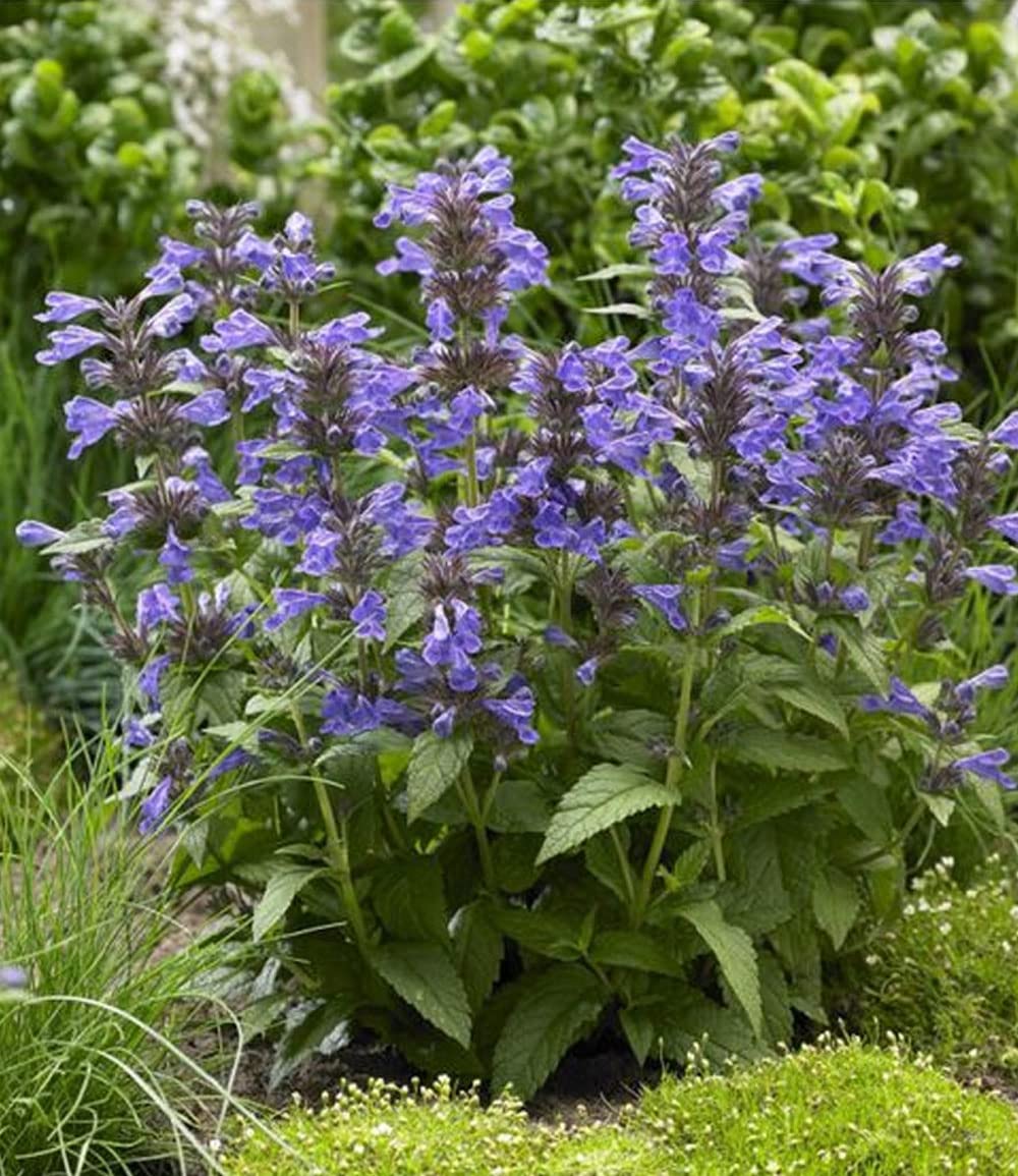 baldur-garten-19er-blau-wei-es-staudenbeet-pflanzen-im-9x9-cm-topf image 7