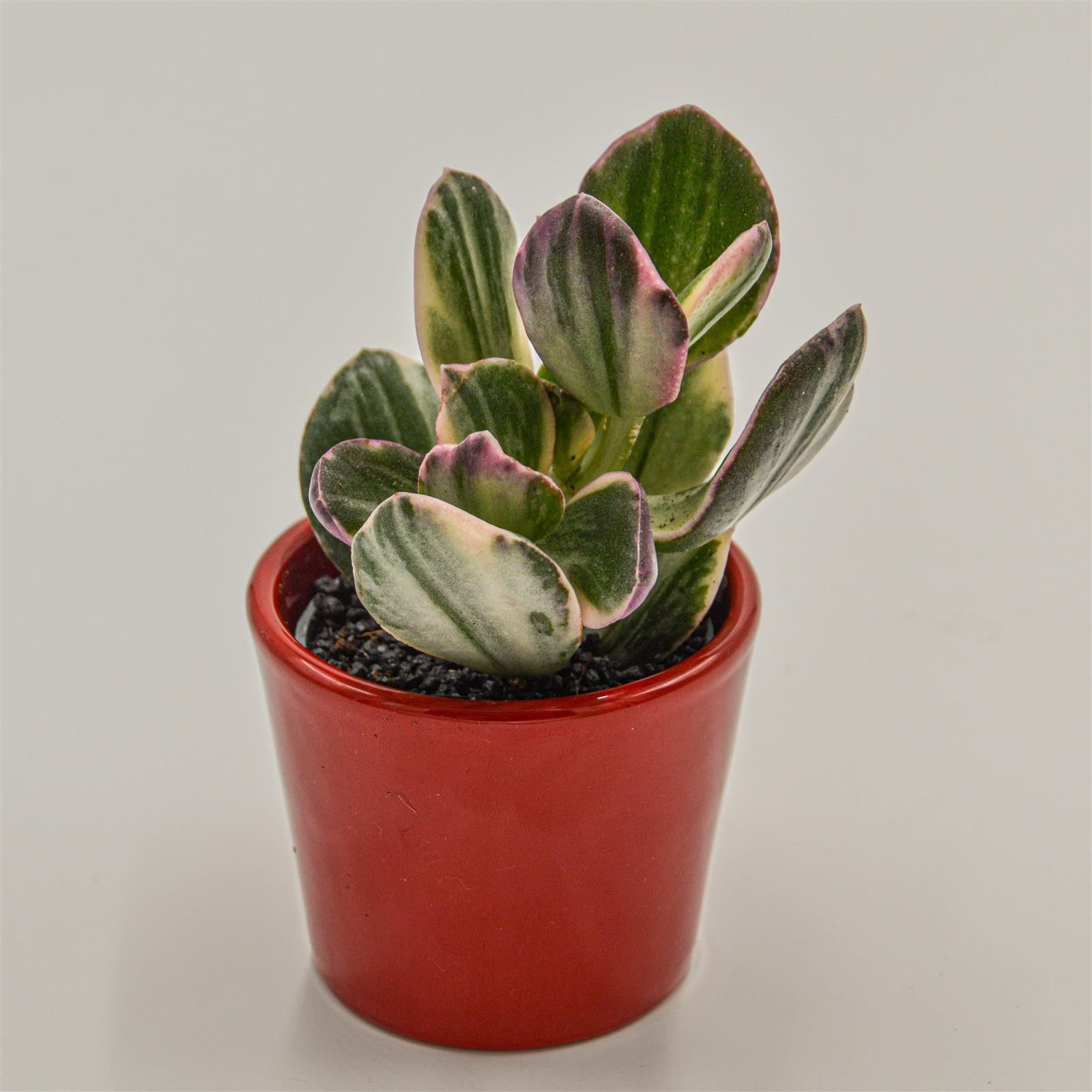 pasiora-crassula-ovata-f-variegata-sukkulente-6cm-topf image 3