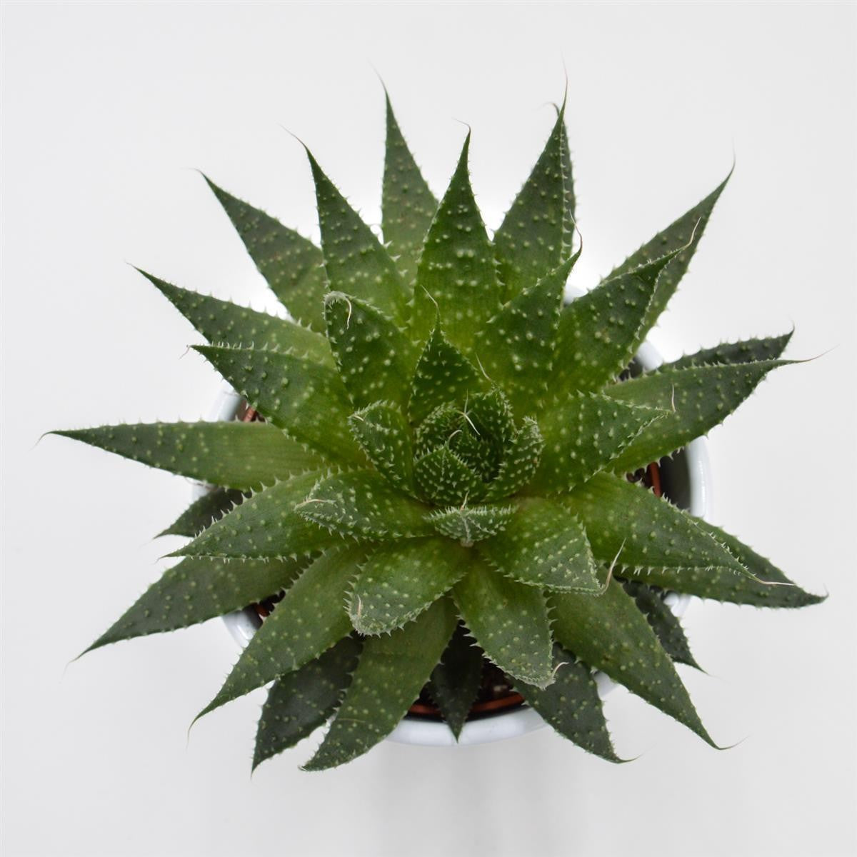 pasiora-aloe-akila-sukkulente-10-5cm image 2