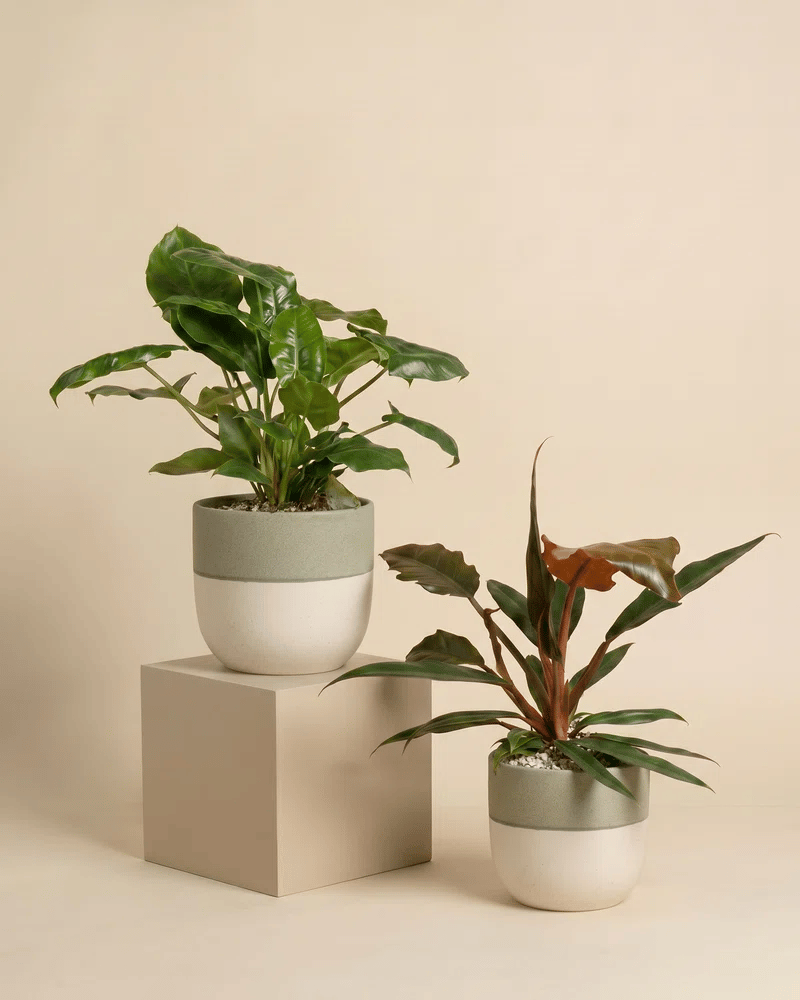 feey-philodendron-power-duo-pluto-burle-marx-zimmerpflanzen-set image 4