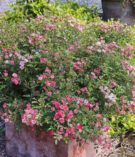 baldur-garten-lilly-rose-wonder5-rose-im-12-cm-topf image 7