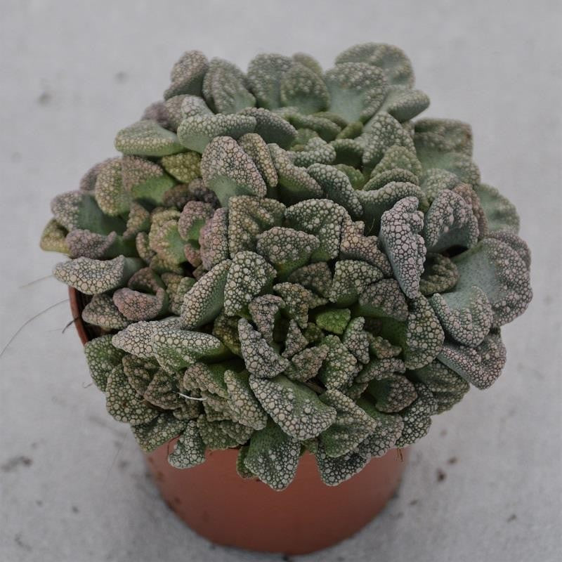 pasiora-titanopsis-calcarea-echtes-kalkblatt-sukkulente-8-5cm-topf image 1