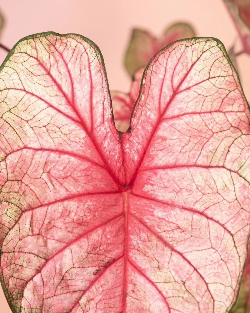 feey-caladium-party-punch-buntwurz-pink image 4