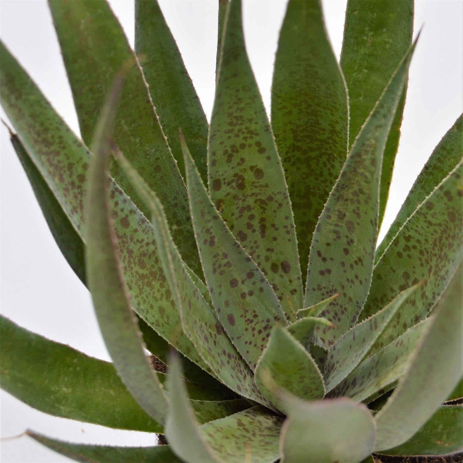 pasiora-x-mangave-shy-pineapple-kulturhybride-13cm-topf image 1