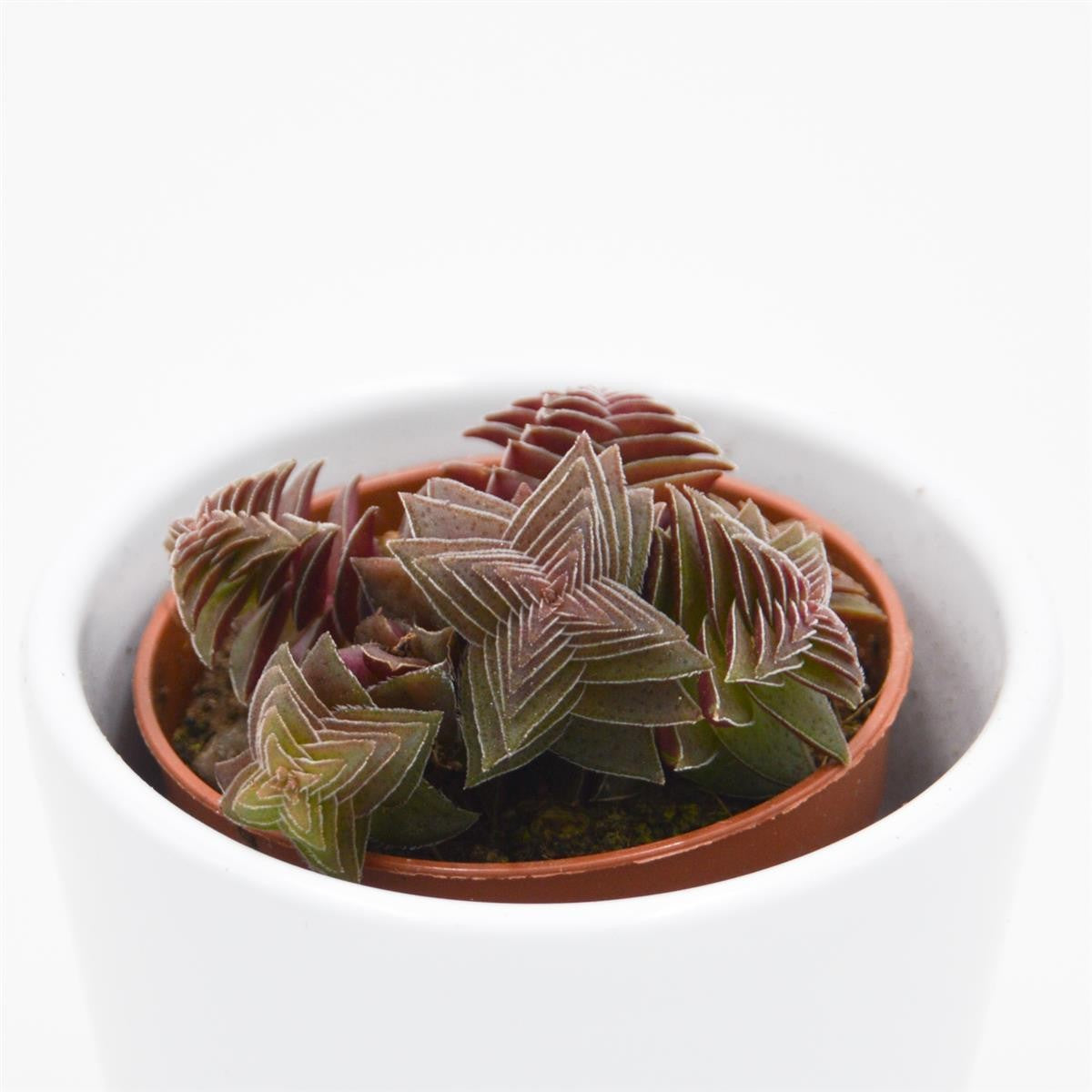 pasiora-crassula-capitella-rubra-sukkulente-5-5cm-topf image 2