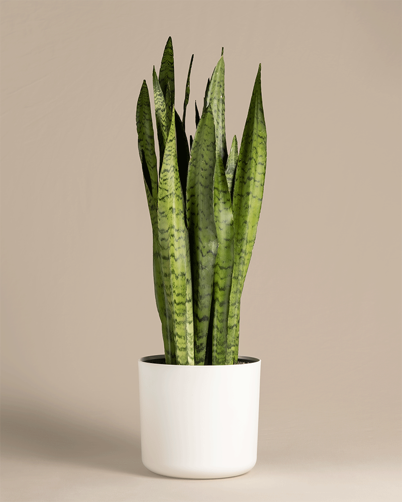 feey-gro-e-gr-ne-schwiegermutterzunge-sansevieria-zeylanica image 5