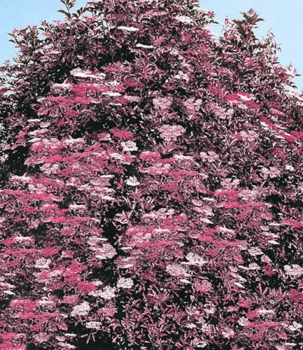 baldur-garten-holunder-thundercloud-sambucus-nigra-17-cm-topf image 5
