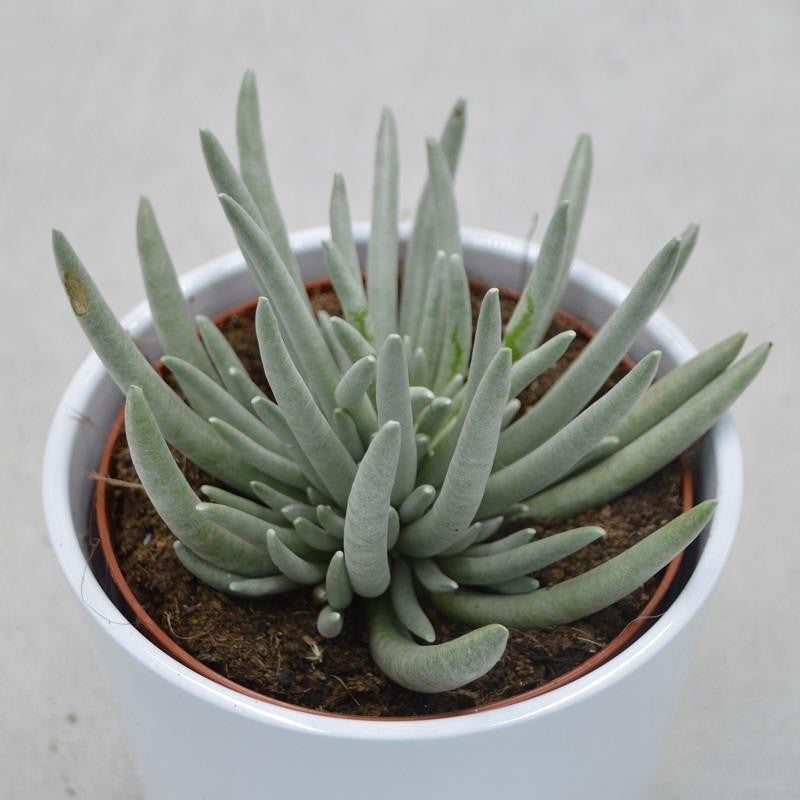 pasiora-senecio-scapusis-sukkulente-12cm image 1