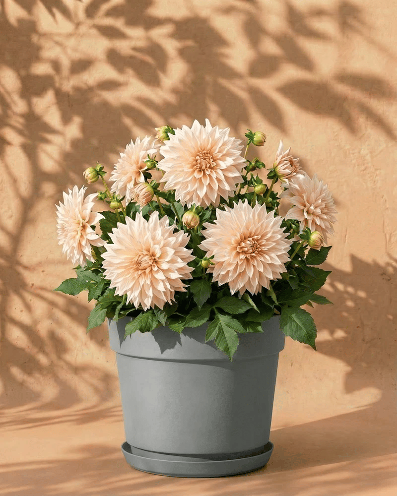 feey-dahlien-beige-caf-au-lait-knollen-au-enpflanze image 7