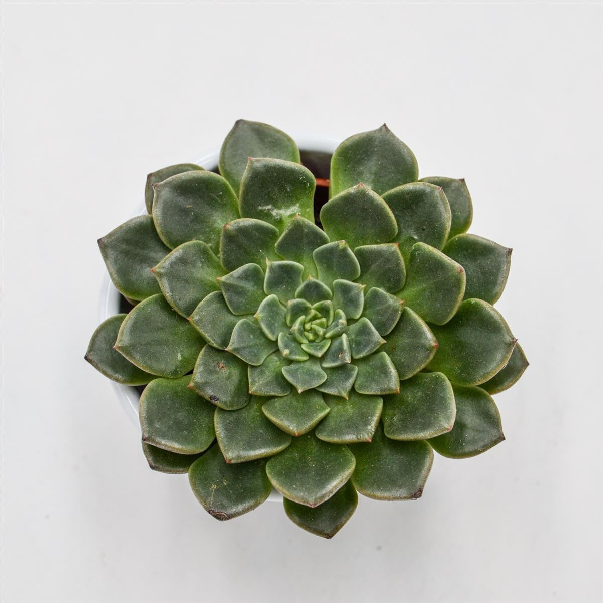 pasiora-graptopetalum-vega-sukkulente-im-5-5cm-topf image 2