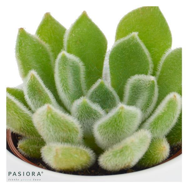 pasiora-echeveria-setosa-echeverie-sukkulente-6-cm-topf image 2