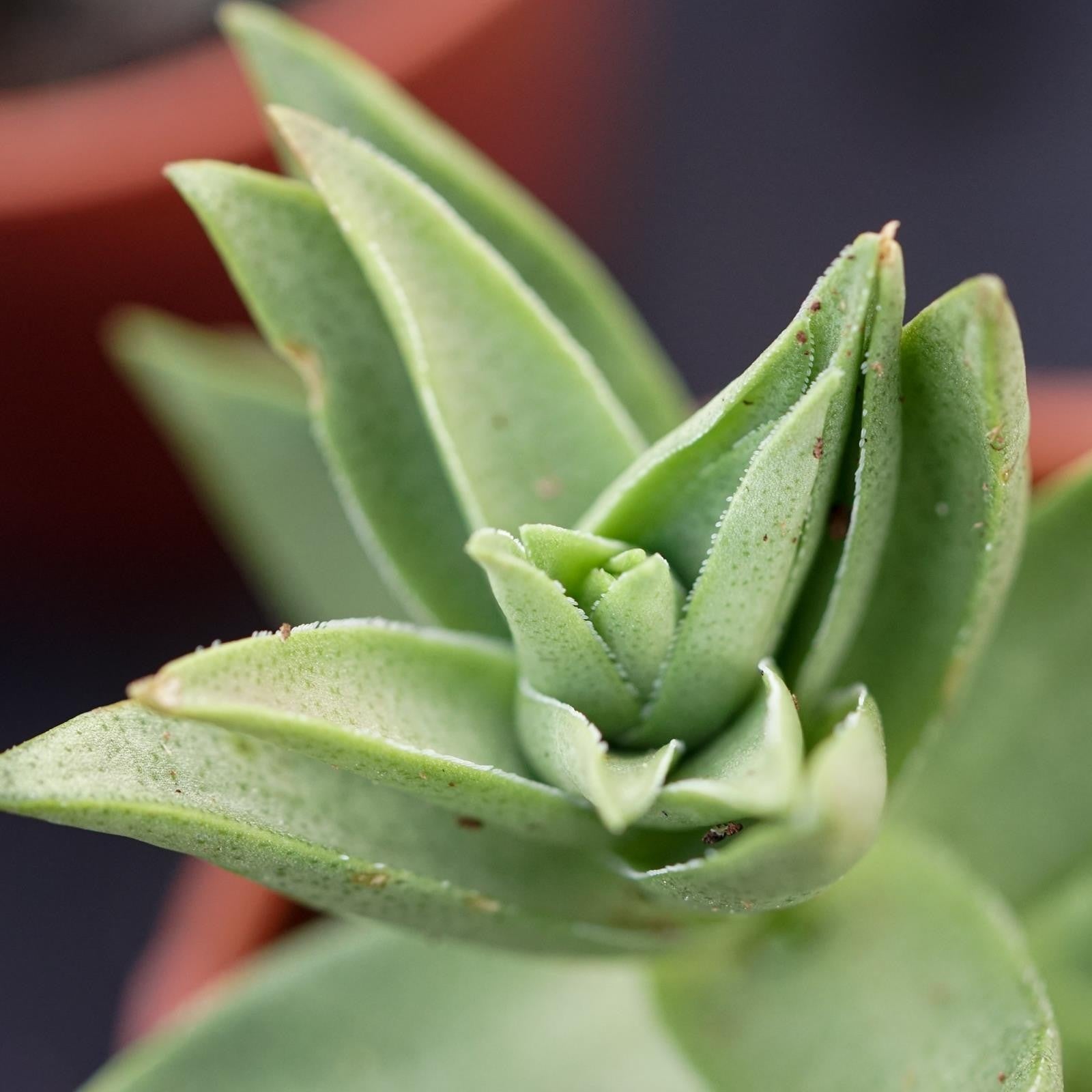 pasiora-crassula-capitella-sharktooth-sukkulente-5-5cm image 2