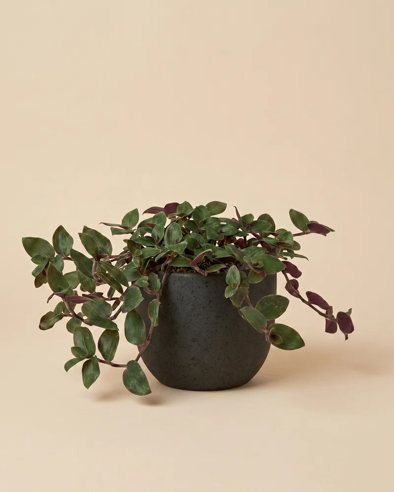 feey-tradescantia-bunny-bellies-dreimasterblume-hydro-zimmerpflanze image 6