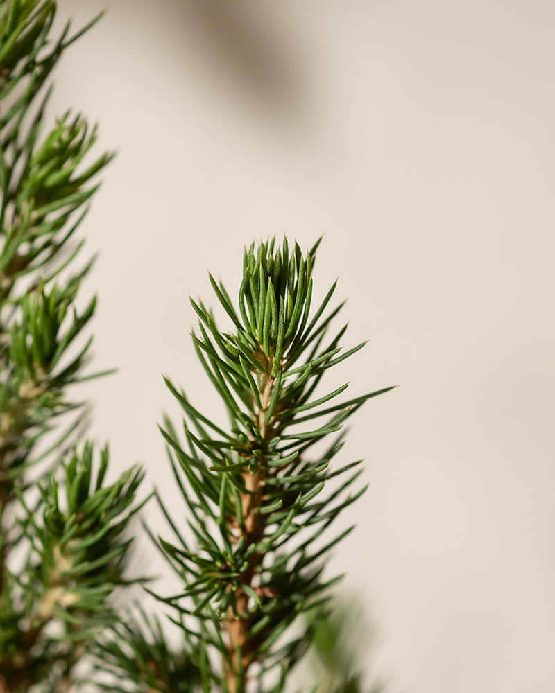 feey-tannenbaum-zuckerhutfichte-picea-glauca-december-im-topf image 8