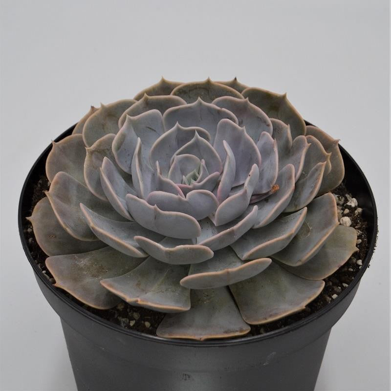 pasiora-echeveria-pollux-echeverie-18cm-topf image 1