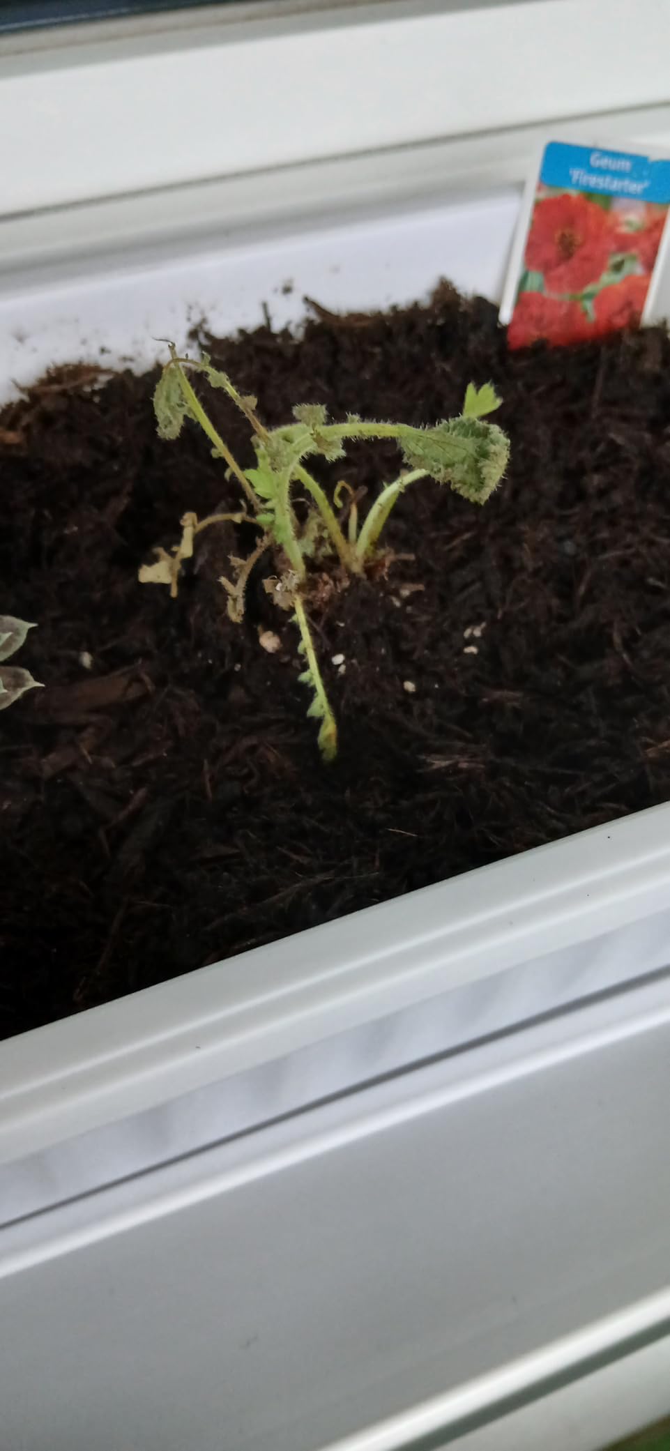 Ganz gut, Blüte ließ auf sich warten
