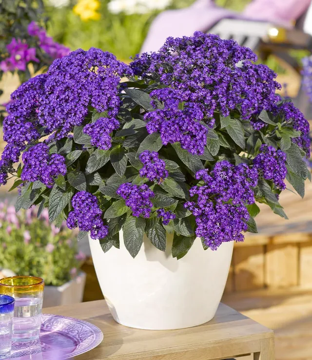 baldur-garten-3x-duft-vanilleblume-honey-blue-10-5-cm-topf image 1