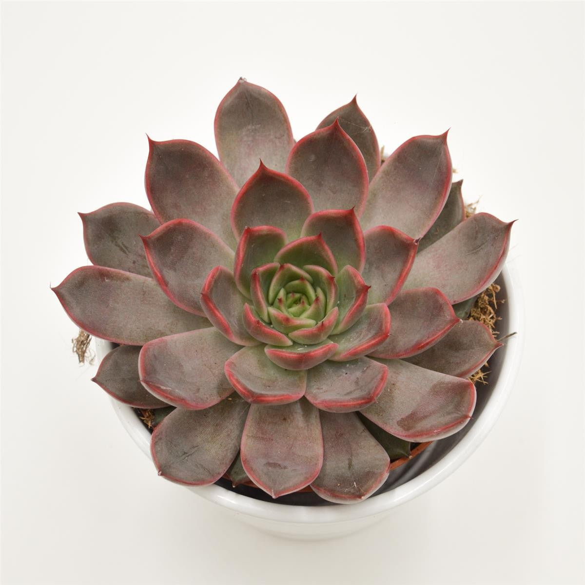 pasiora-echeveria-morango-sukkulente-12-cm-topf image 2