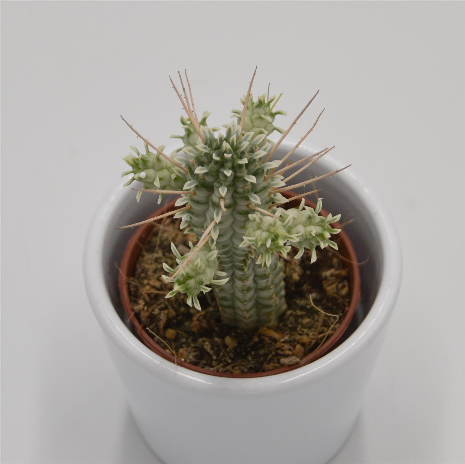 pasiora-euphorbia-mammillaris-f-variegata-sukkulente-5-5cm image 3