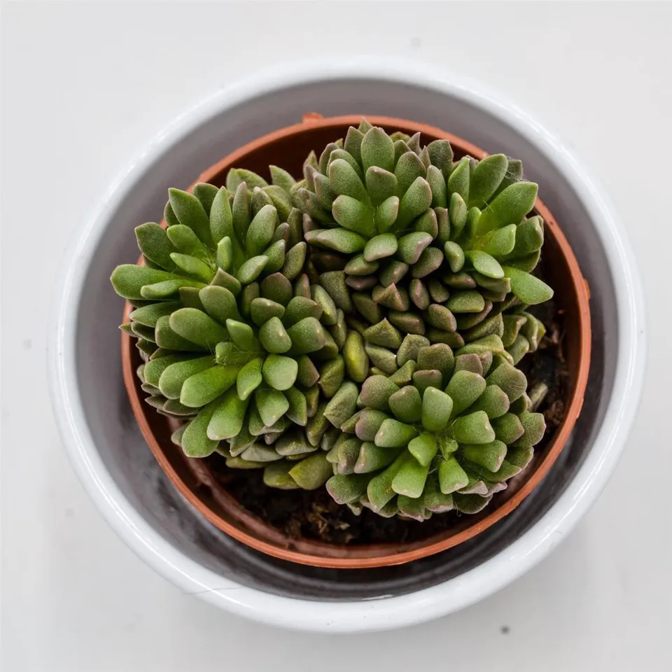 pasiora-anacampseros-marlothii-sukkulente-8-5-cm-topf image 1