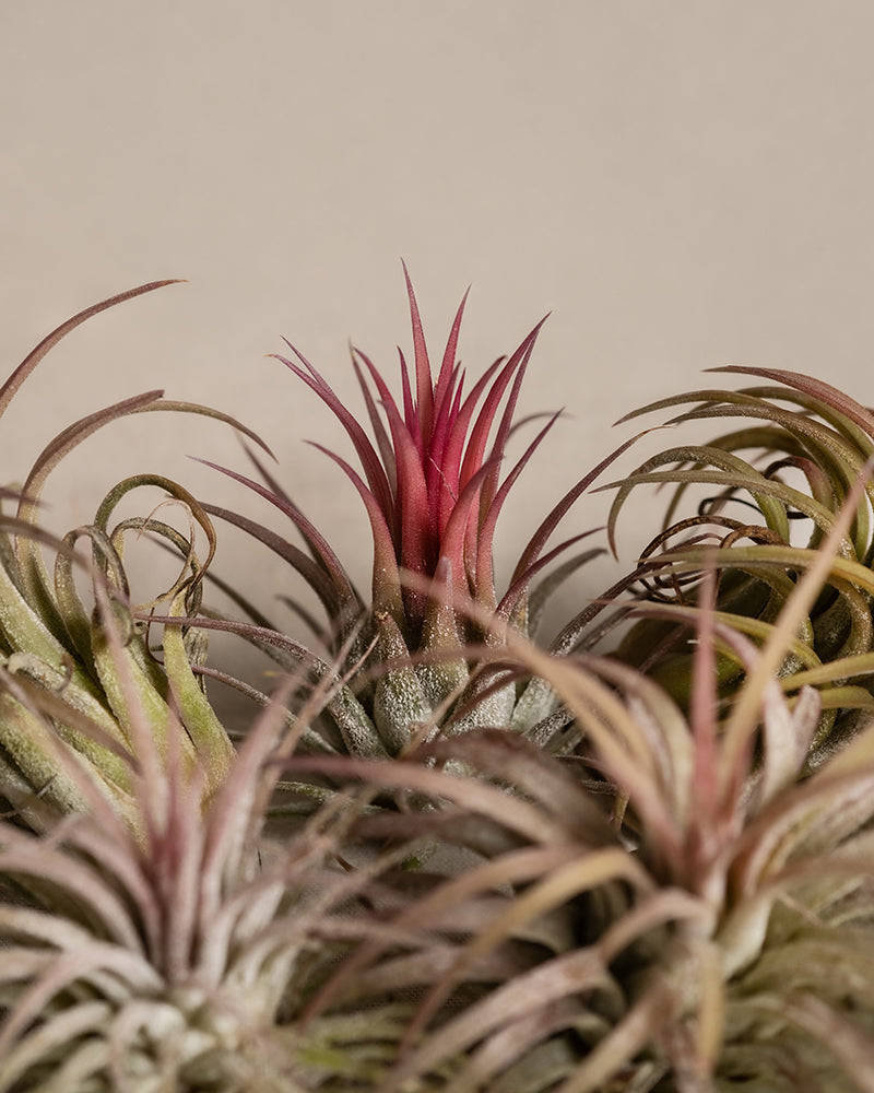 feey-luftpflanzen-pink-5er-set-tillandsia-ionantha-rubra image 8