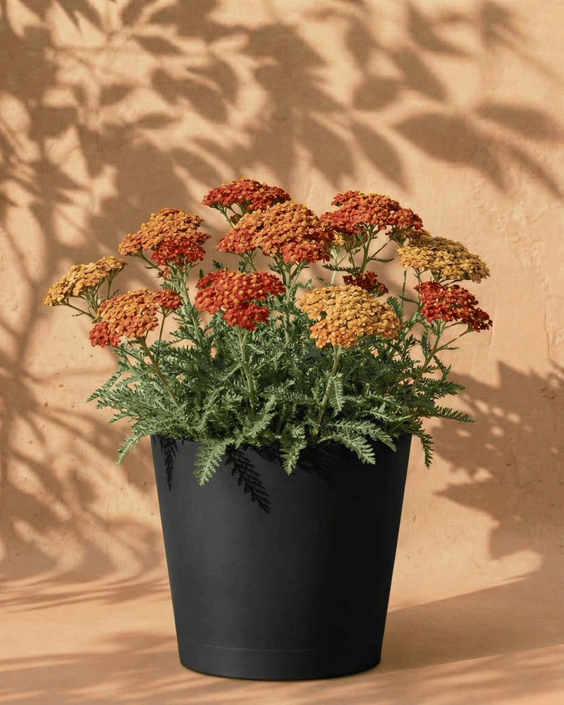 feey-schafgarbe-orange-braun-terracotta-rhizome image 6