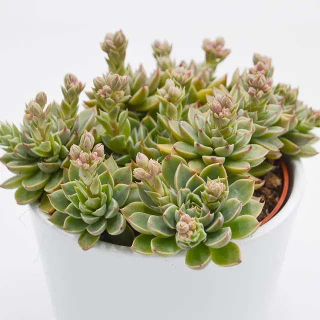 pasiora-graptopetalum-altair-sukkulente-im-12cm-topf image 1