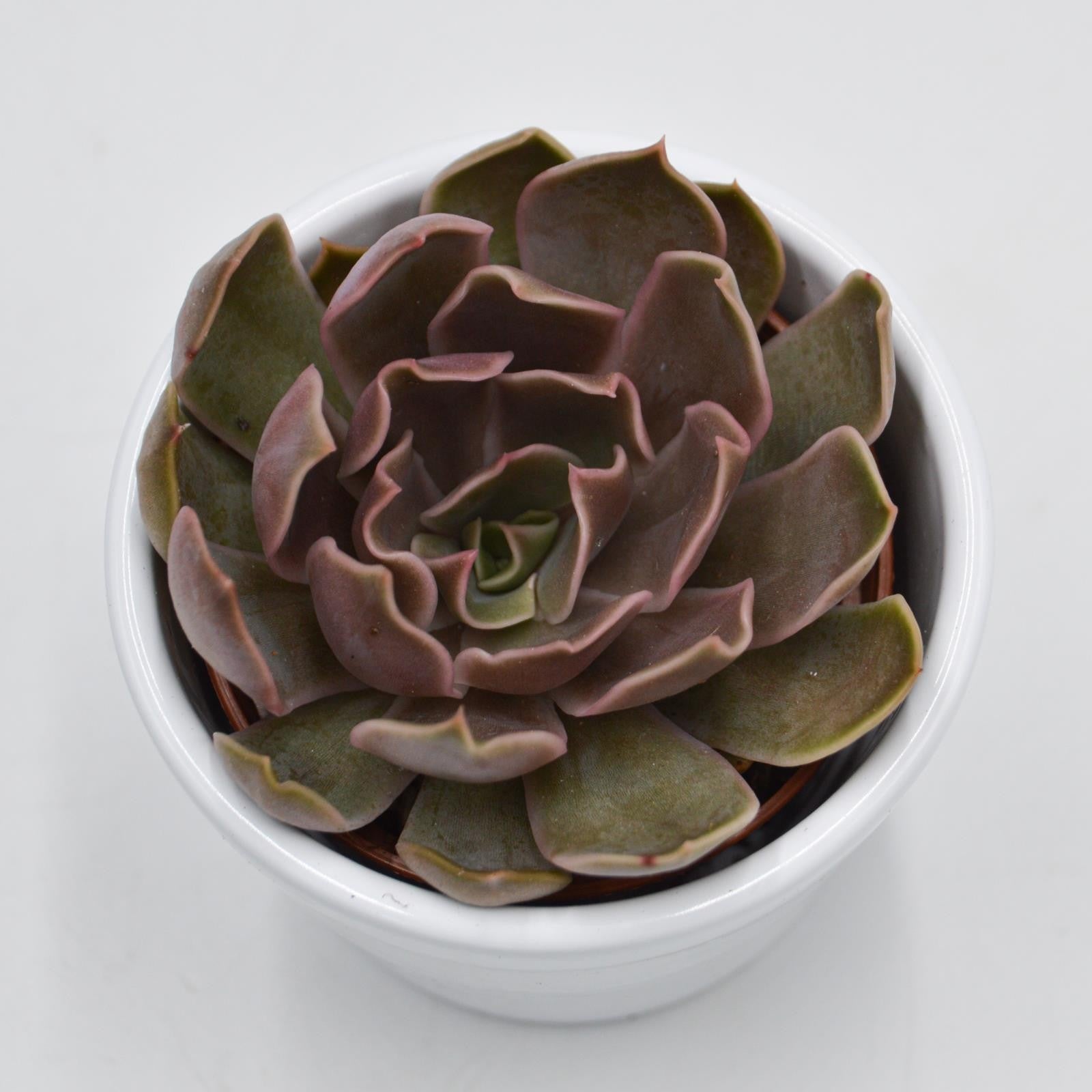 pasiora-echeveria-kisses-sukkulente-6cm-topf image 1
