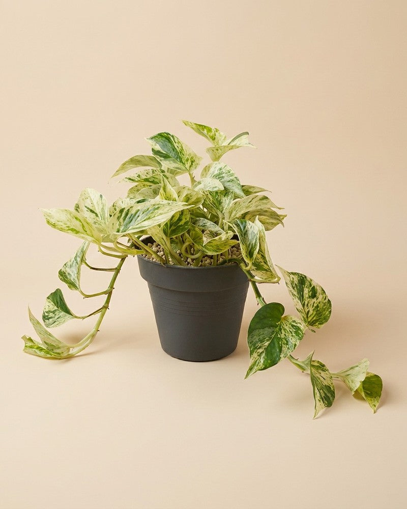feey-gro-e-efeutute-marble-queen-h-ngepflanze-2 image 3