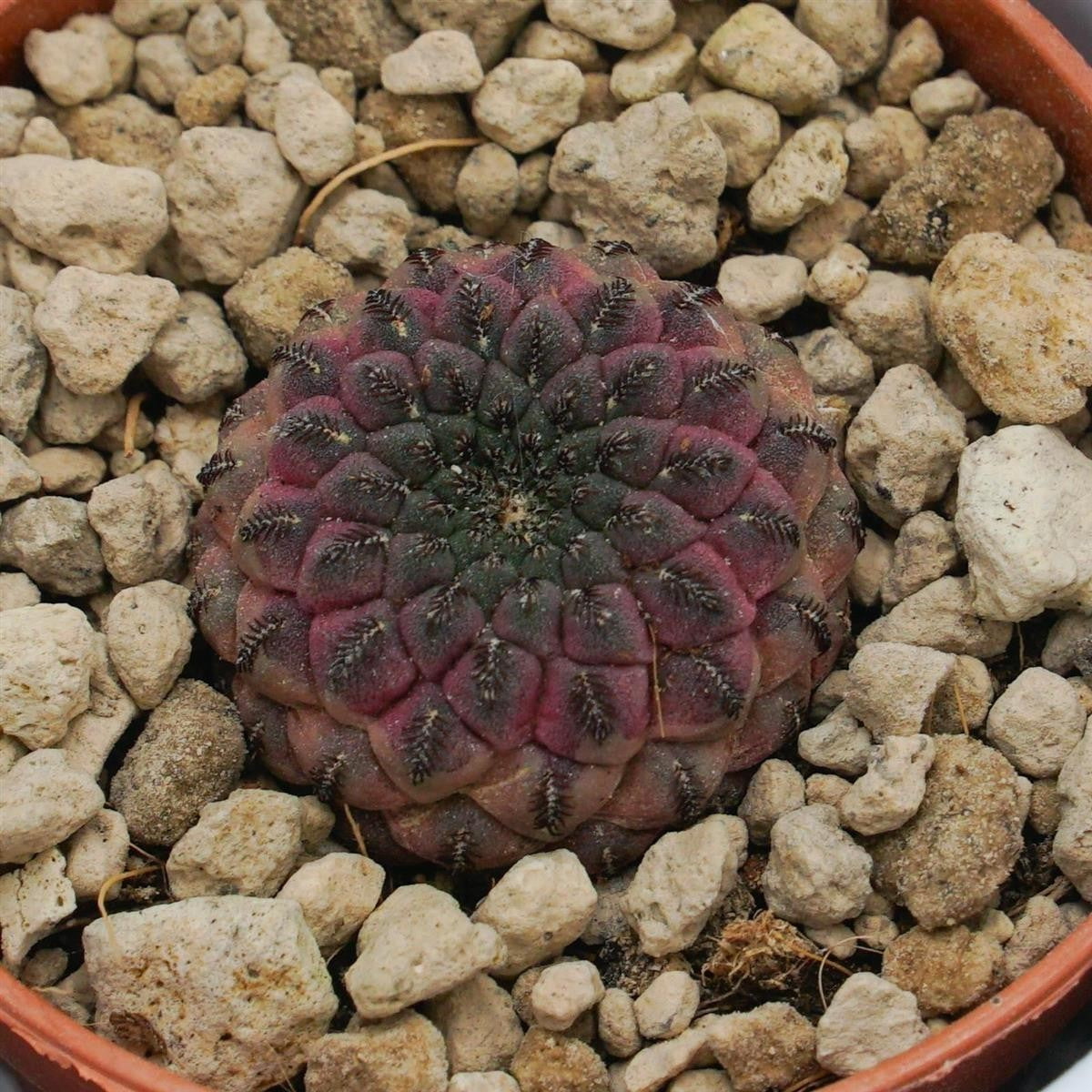pasiora-sulcorebutia-rauschii-violet-kaktus-5-5cm-topf image 5