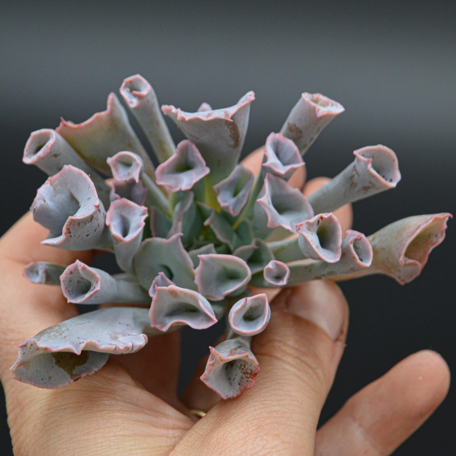 pasiora-echeveria-trumpet-pinky-steckling-indoor-sukkulente image 1