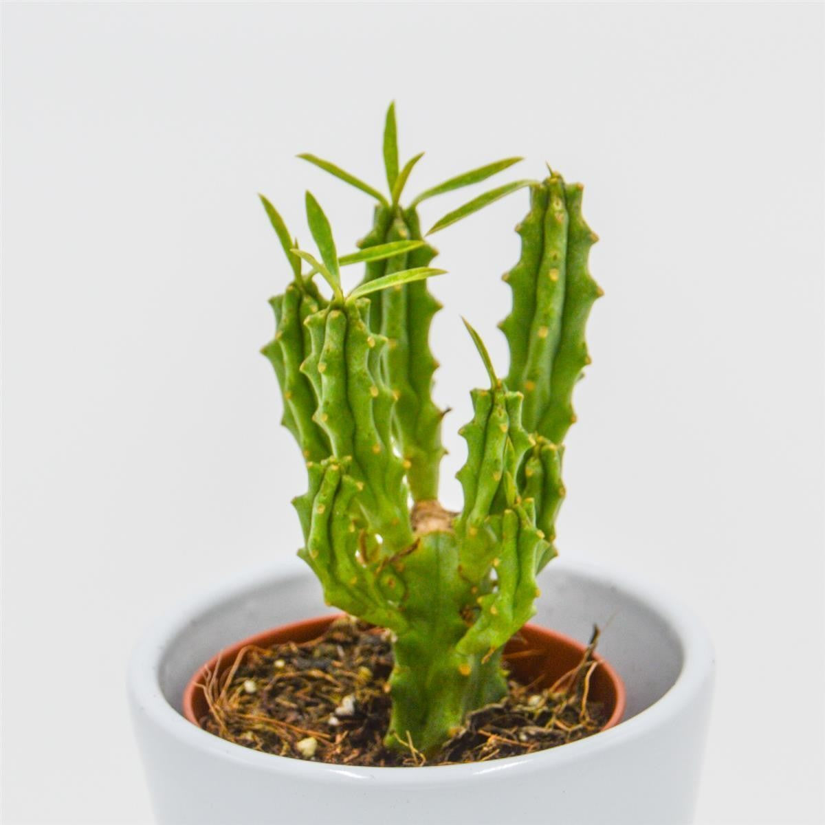 pasiora-euphorbia-loricata-sukkulente-5-5cm-topf image 2
