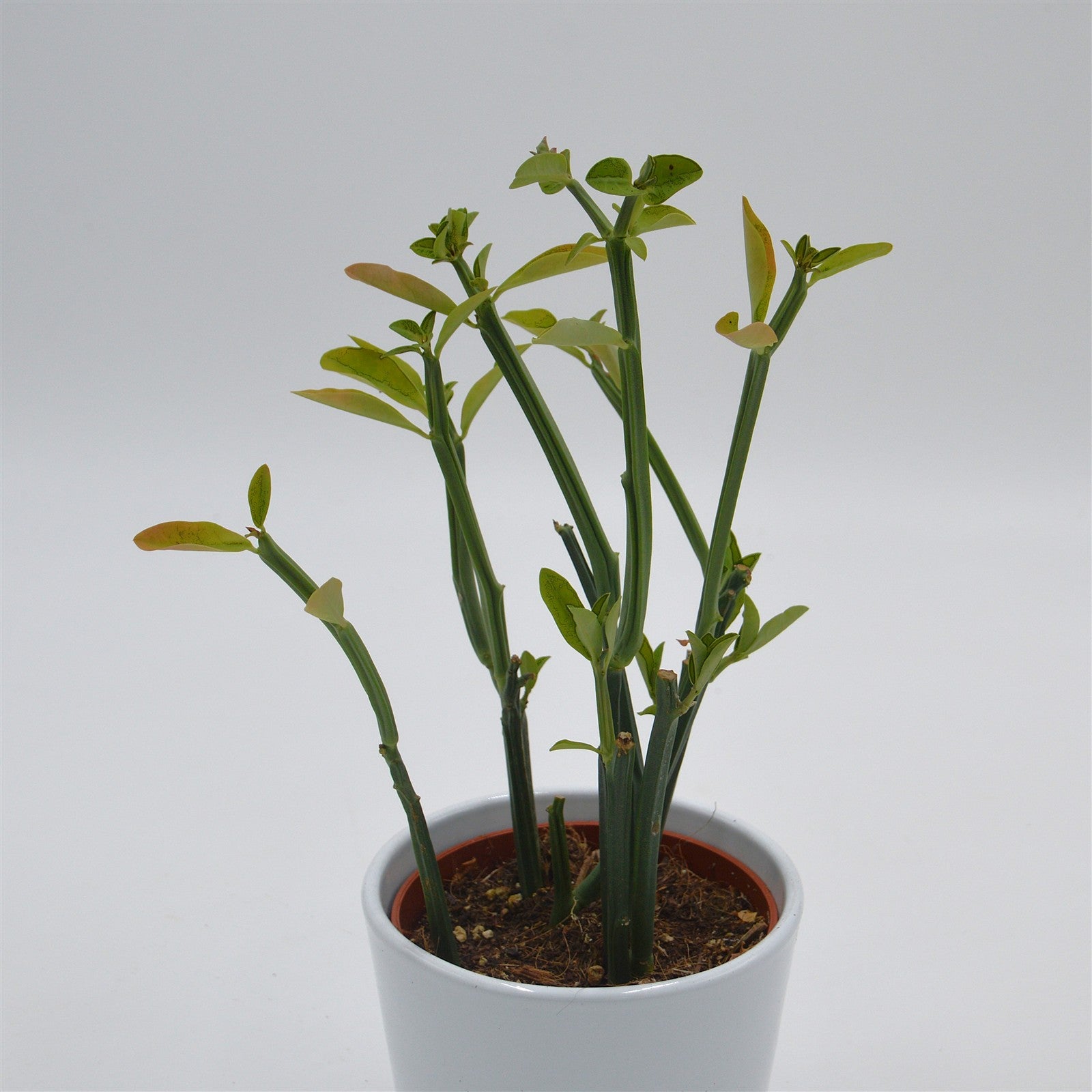 pasiora-euphorbia-phosphorea-sukkulente-10-5-cm-topf image 1