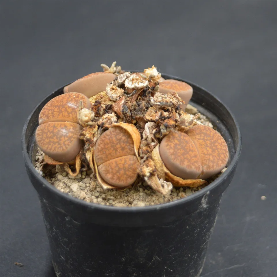 pasiora-lithops-lebende-steine-sukkulenten-rarit-t-einzelst-ck image 1