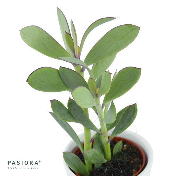 pasiora-senecio-crassissimus-sukkulente-6cm-topf image 1