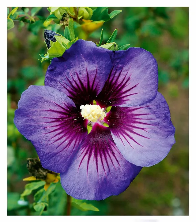 baldur-garten-hibiskus-hawaii-1x-pflanze-im-9x9-cm-topf image 1