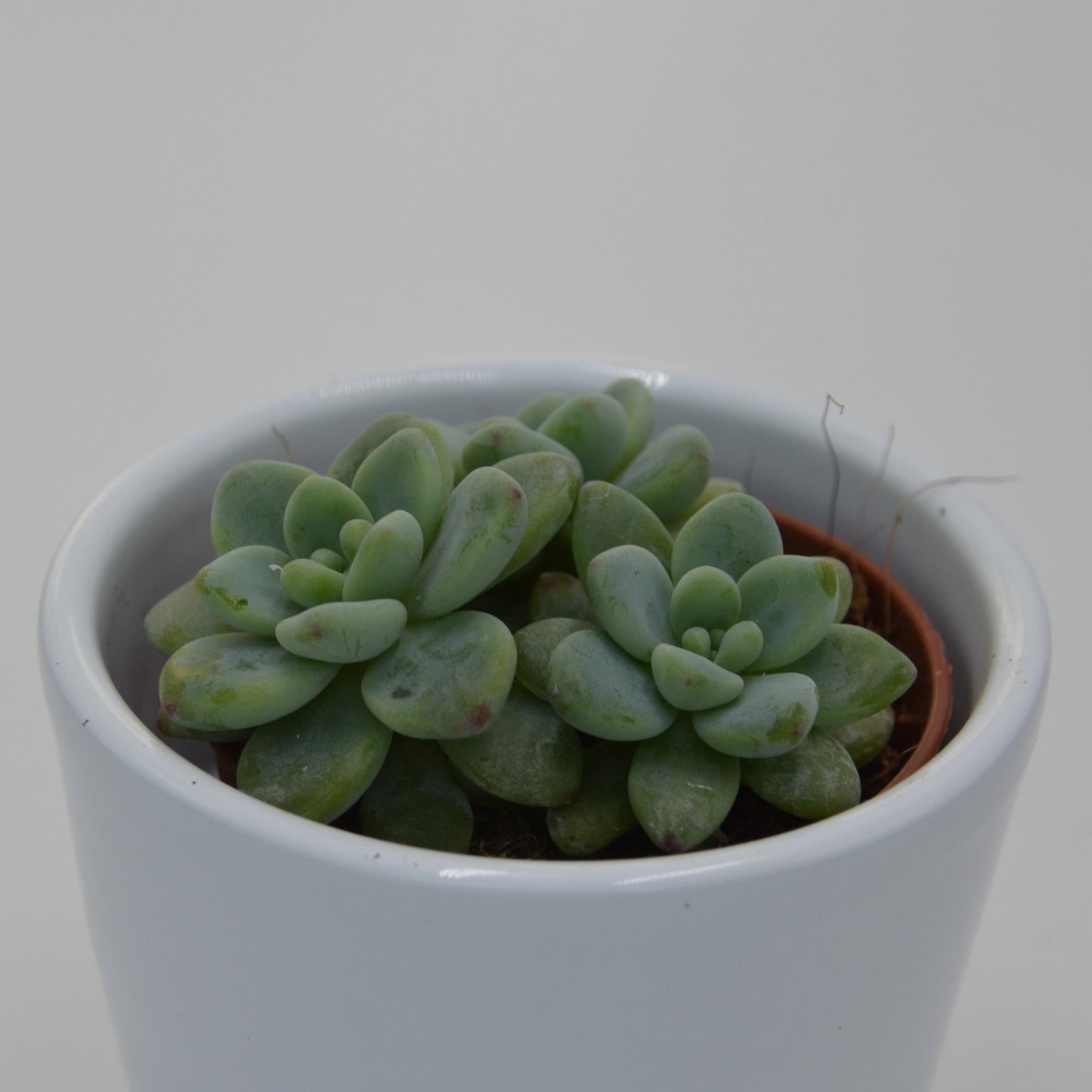 pasiora-sedum-clavatum-sukkulente-5-5-cm-topf image 3