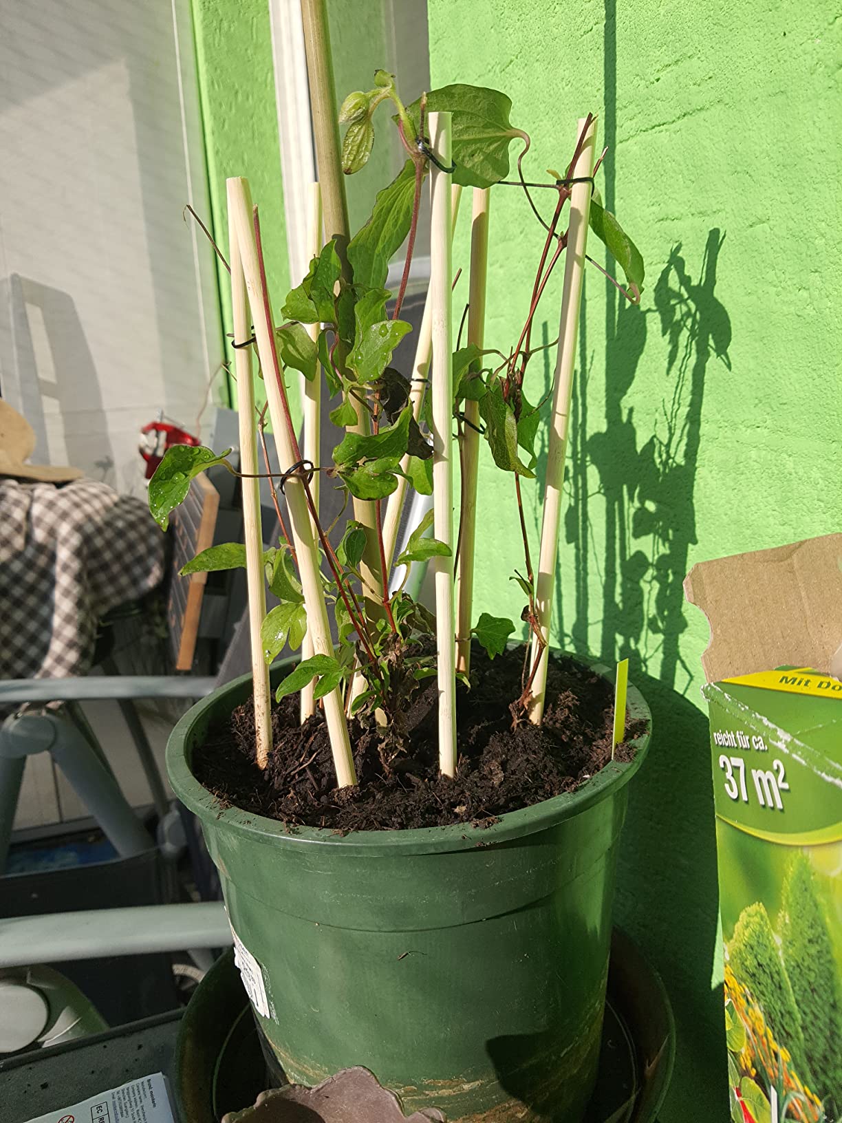 Wunderschöne Blüten