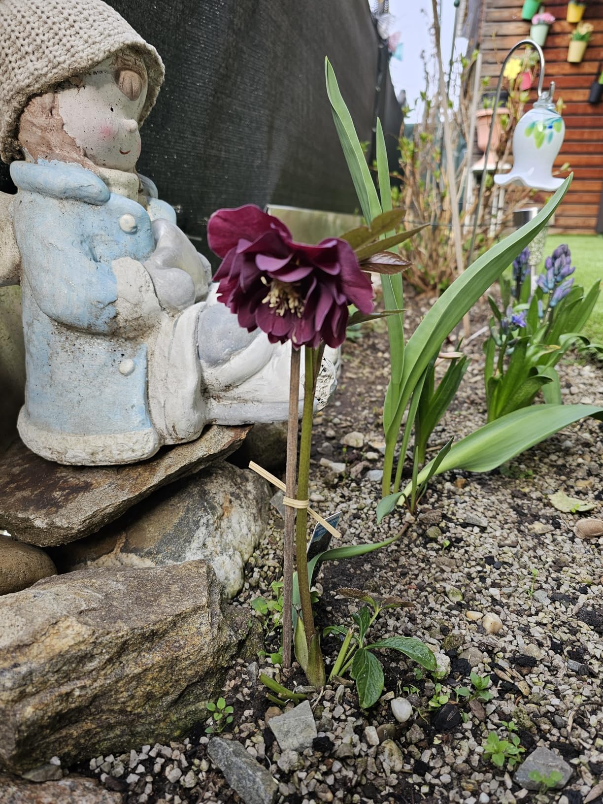 Edle dunkle Blüten