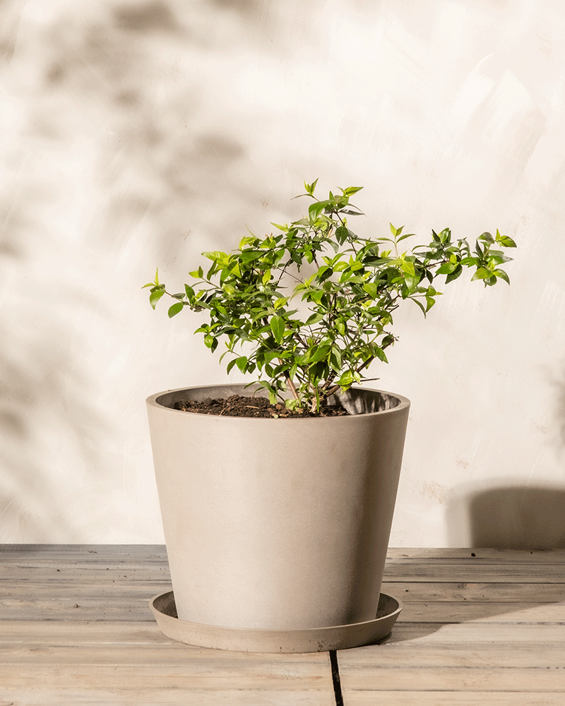 feey-abelia-grandiflora-gro-bl-tige-abelie-1-2-m image 6
