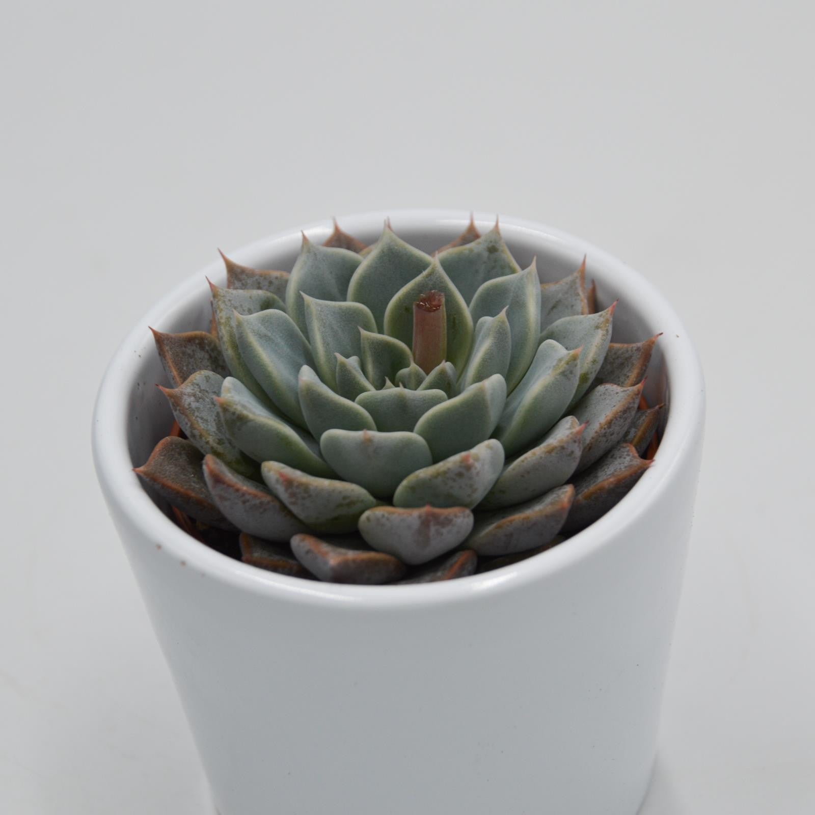 pasiora-echeveria-cuspidata-x-halbingeri-rosette-6cm image 1