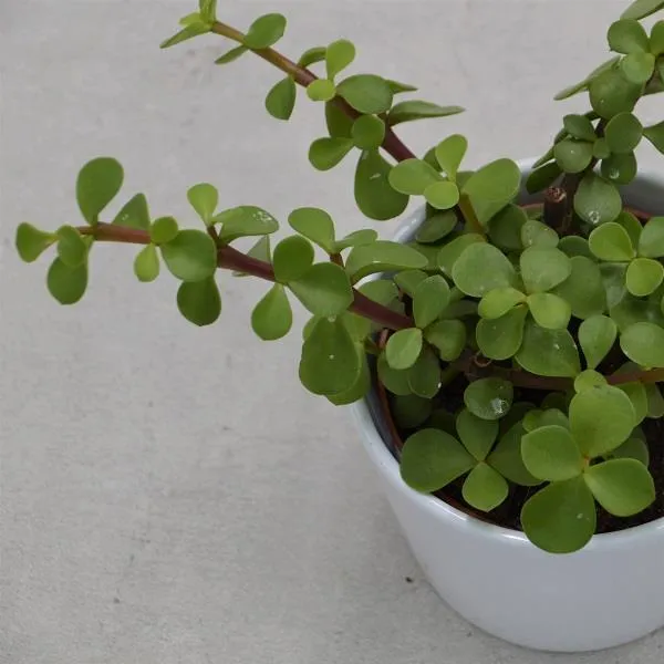 pasiora-portulacaria-afra-speckbaum-sukkulente-8-5-cm-topf image 1