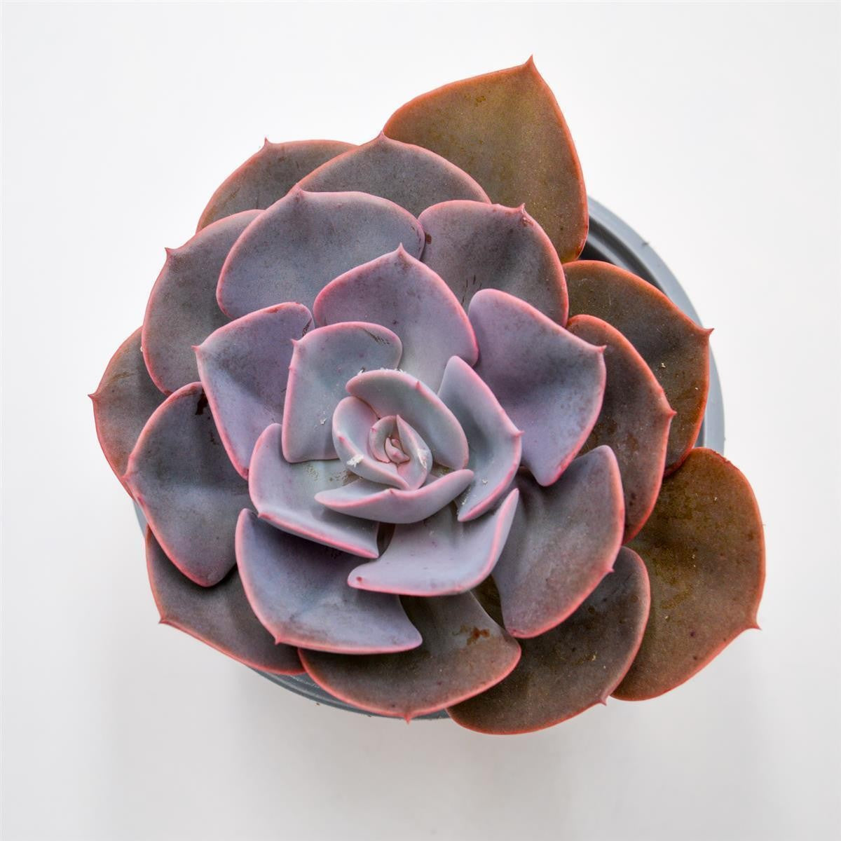 pasiora-echeveria-dusty-rose-rosette-13cm image 1